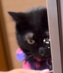 戸棚の扉を体で押さえながら、真剣な表情をする黒猫