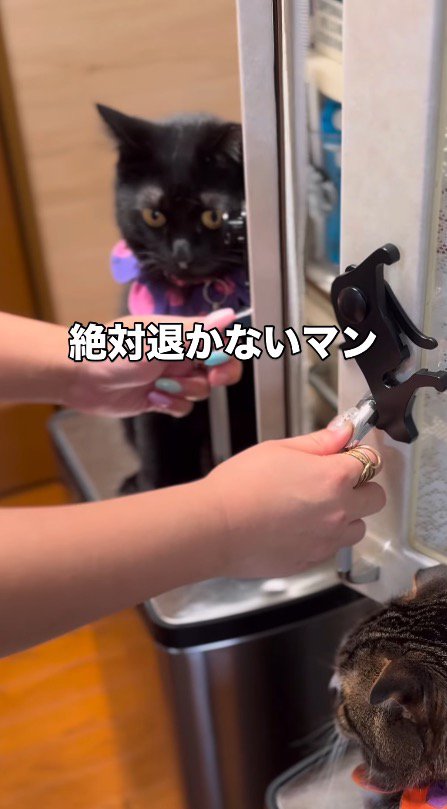黒猫の体に当たって止まる戸棚の扉