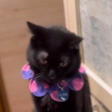 戸棚の前に座り込む黒猫
