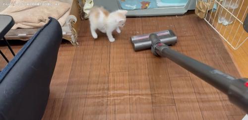掃除機を見ている子猫