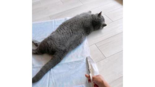 室内にいる猫