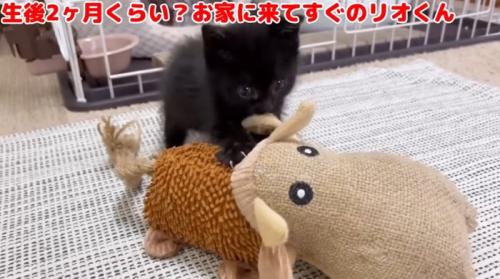 おもちゃで遊ぶ黒猫の子猫