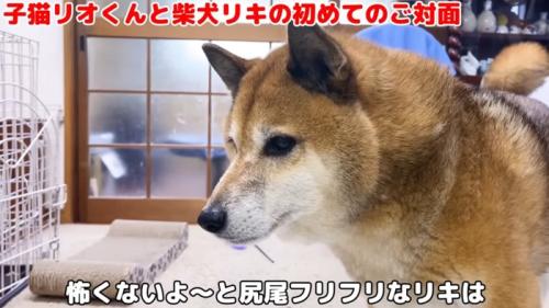 しっぽをふる柴犬