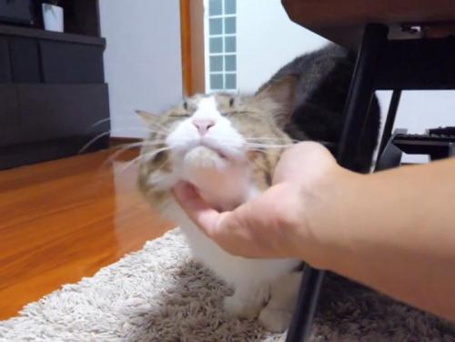 あごをなでてもらう猫