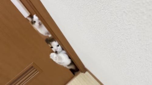 手を伸ばす猫