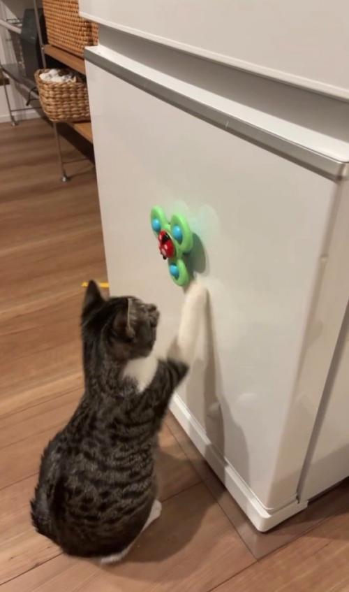 おもちゃに右手を伸ばす猫