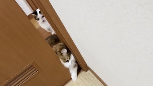 ドアを突破する猫