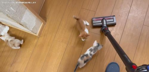 掃除機を見ている子猫