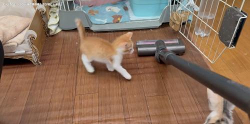 掃除機を見ている子猫