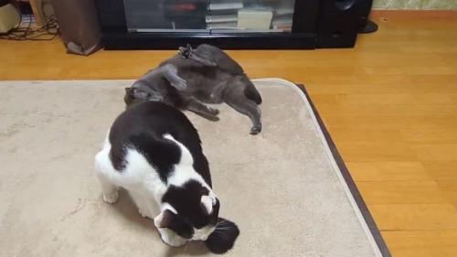 後ろにひっくり返るグレーの猫