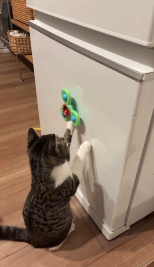 おもちゃに両手を伸ばす猫