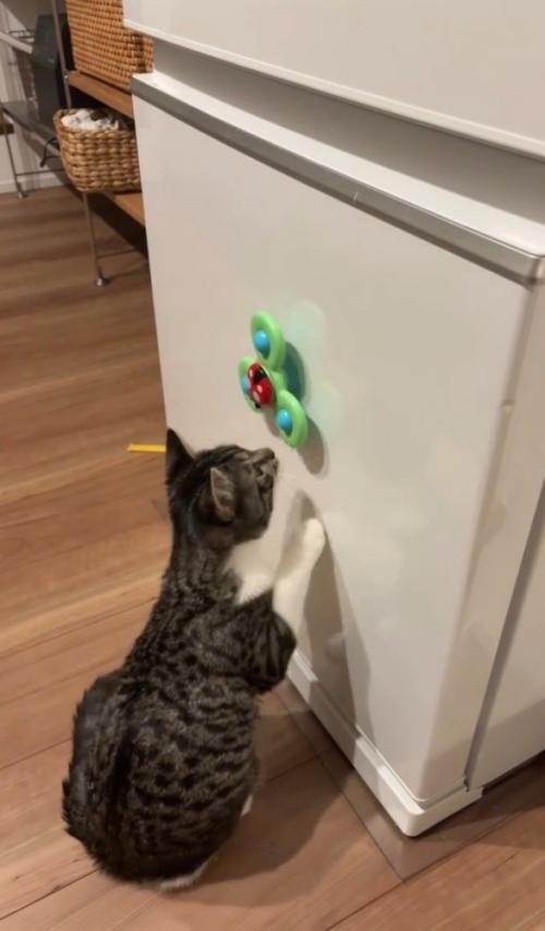 おもちゃに鼻を近づける猫