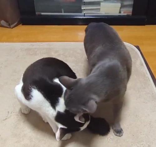 白黒猫の近くにやってきたグレーの猫
