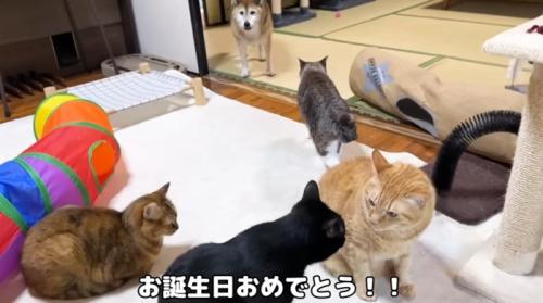 犬と猫がたくさんいる部屋