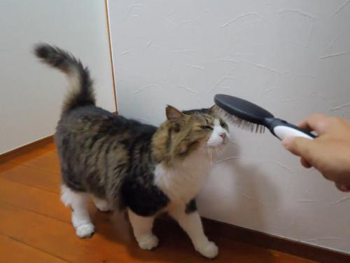 顔の前でブラシを振ってもらう猫
