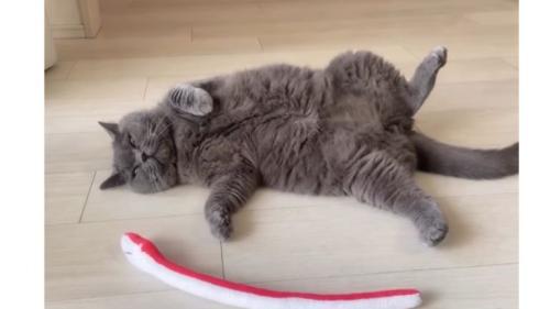 室内にいる猫
