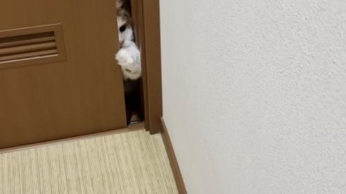 ドアを開けようとする猫