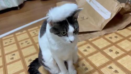 猫の頭を猫じゃらしでぽんぽんしている2