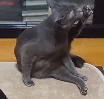 足先を舐めるグレーの猫