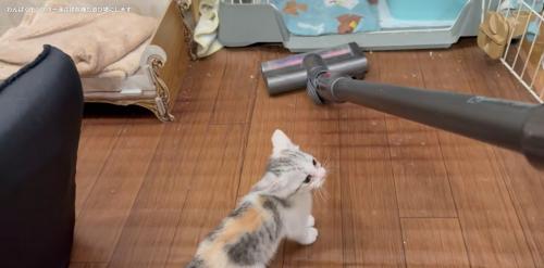 掃除機を見ている子猫