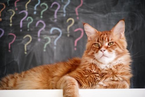 ？の書かれた黒板の前に寝そべる猫