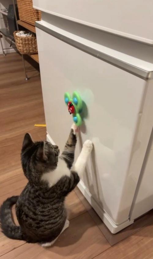 左手でおもちゃの動きを止める猫