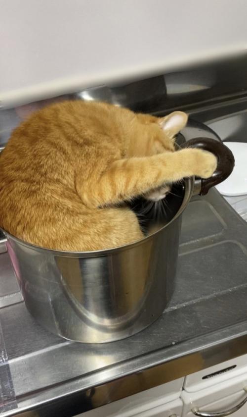 鍋を見る猫