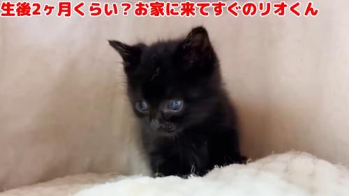 黒猫の子猫