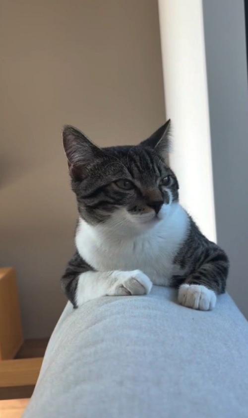 ソファのへりに乗る猫
