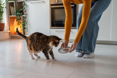ごはんをもらう猫
