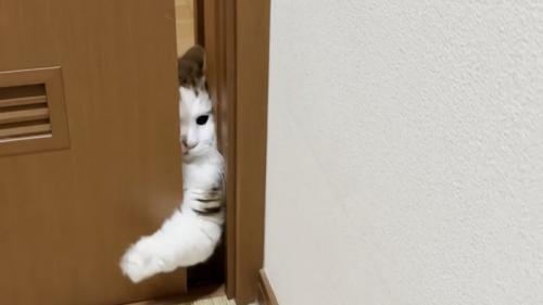 必死な猫