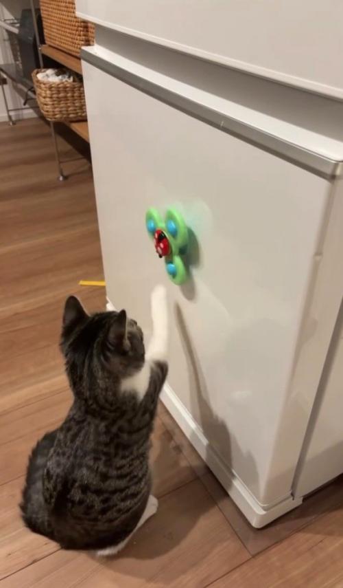 右手でおもちゃをまわす猫