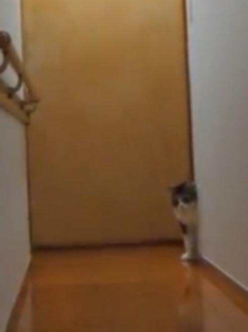 壁から顔を覗かせる猫