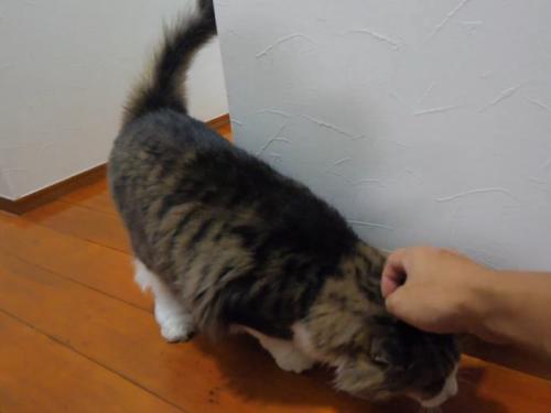 頭をなでてもらう猫