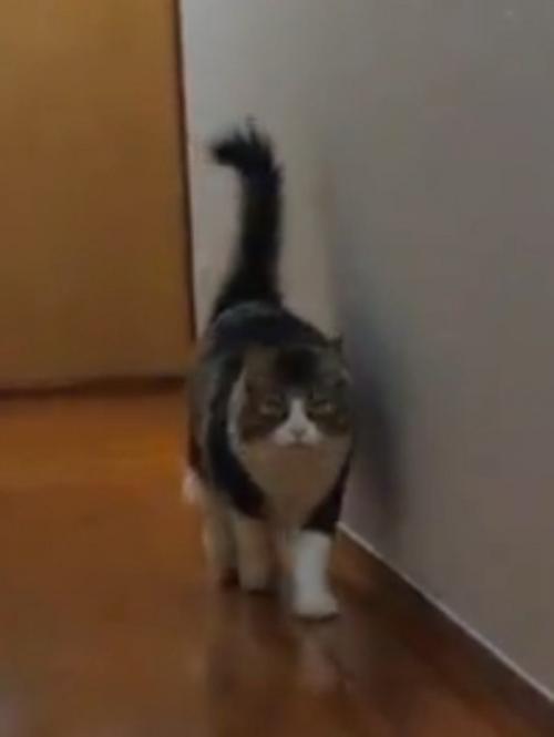 しっぽをピンとあげて廊下を歩く猫