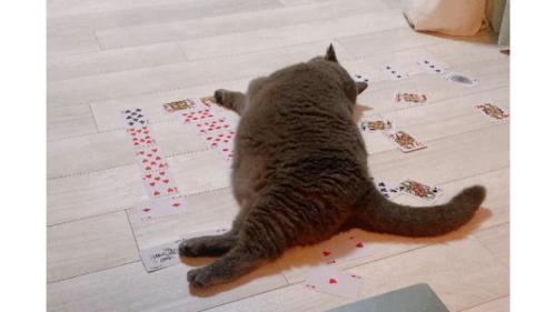 猫とトランプ