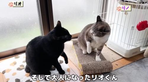 先住猫と黒猫