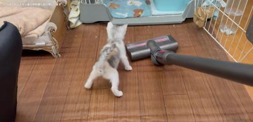 掃除機を見ている子猫
