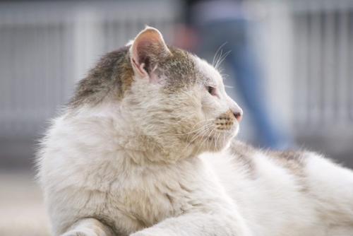 動くものを見ている老猫