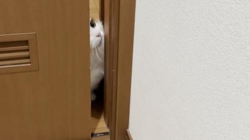 考える猫