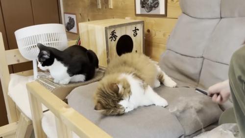 寝転がる猫