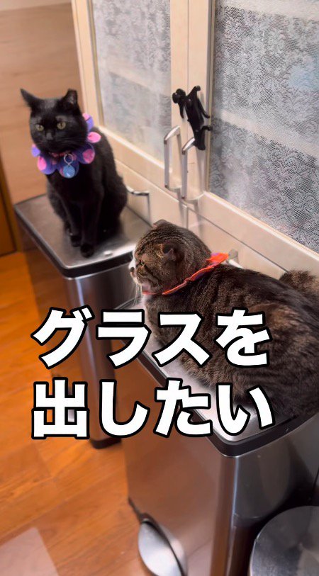 戸棚の前にあるゴミ箱の上に乗る2頭の猫