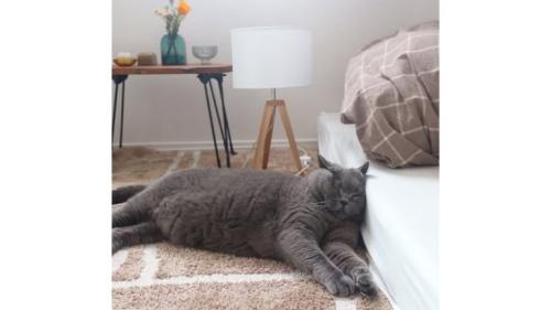寝ている猫