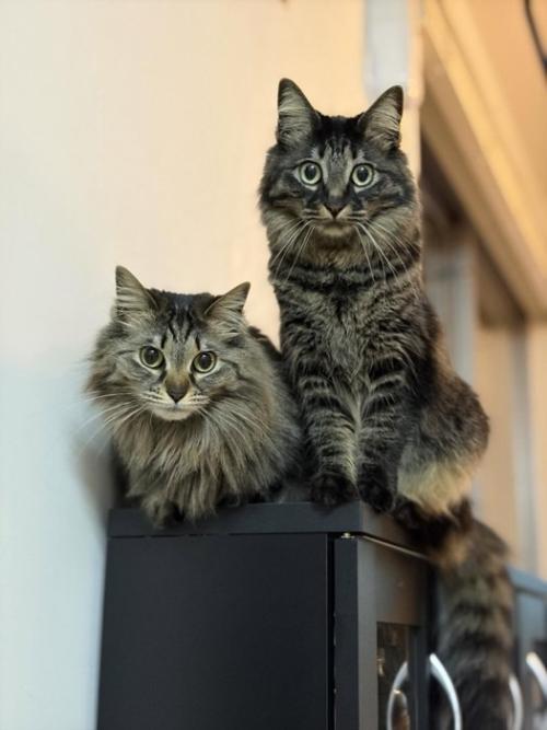 並んで座る2匹の猫