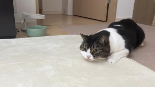 狙う姿