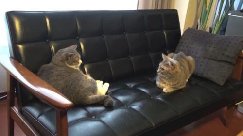 向かい合って座る2匹の猫
