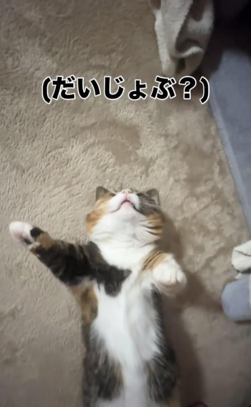 仰向けで寝るマンチカン