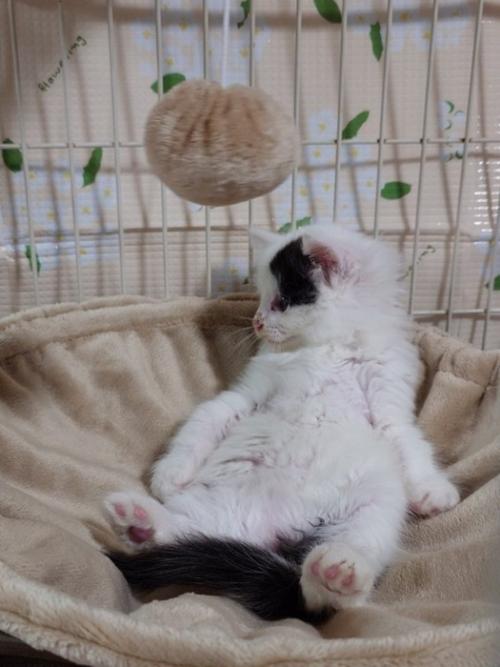 横を向いておっさん座りする子猫