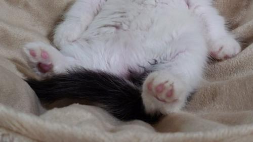 足を投げ出している子猫の下半身