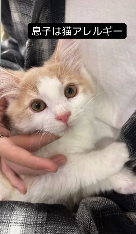 膝の上で抱っこされている子猫の顔アップ